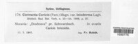 Anthracoidea caricis image
